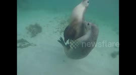 Hilarious moment swimmer interupts two sea lions!!