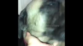 Mastiff dog speaking, and he says “FOOOOOOD!”