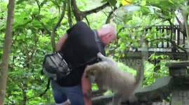 Playful monkey turns nasty and bites tourist at popular resort