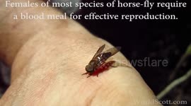 Horse-fly bites and wounds me: an experiment and explanation