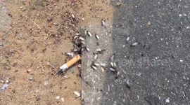 Flying Ants Invade London