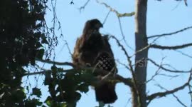 Baby Bald Eagles lands in nearby tree by quilchena nest
