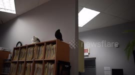 YouTuber Viva Frei has special moment with pigeon at vet's office