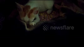 Cat drinking dog milk