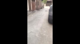 Cat rescue from bottle