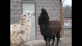 Llamas Fighting