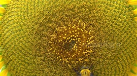 Bumble bee on a sunflower really close up.