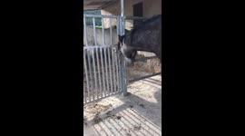 Horse unlocking and opening gate