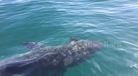 Baby seal becomes Sunday lunch for a hungry great white shark