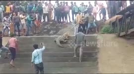 Indian villagers haul massive crocodile over 40 feet deep canal wall