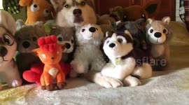 Can you spot the husky among the stuffed animals?