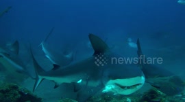 Shark feeding frenzy