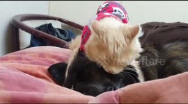 Cat kissing his doggy friend