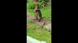Two monitor lizards enjoy PDA in children's playground