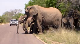 Adorable moment elephant herd escorts calfs across road in Kruger National Park