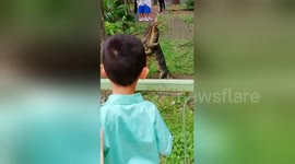 Two monitor lizards enjoy PDA in children's playground