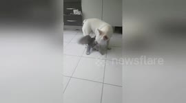 Newsflare Edit - Pigeon VS Frenchie
