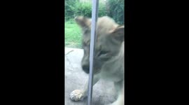 Service Dog vs Lion