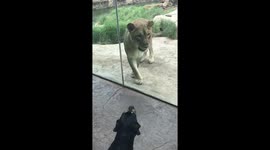 Lion Vs Service Dog (pt 1)