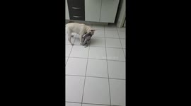 Frenchie  VS Bird
