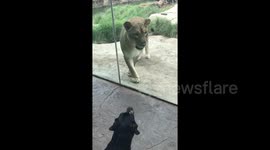 Brave service dog protects owner from lioness ‘attack’ at Cincinnati zoo