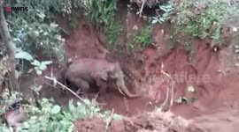 Elephant rescued from a well using a digger