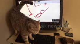 Cat vs touchscreen monitor