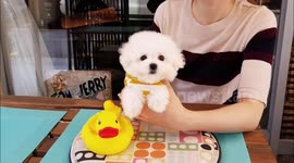 The best bichon frise in the world.
