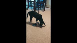 This puppy is really confused by his own shadow