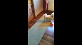 Puppies welcoming their sister home
