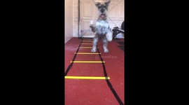 This senior dog's attempt at agility training is absolutely adorable