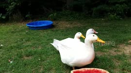 Adorable Ducks & Chickens devour a whole watermelon!