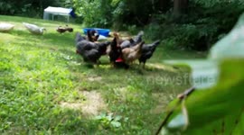 Get up close & personal with Adorable Chickens & Ducks devouring an entire watermelon!