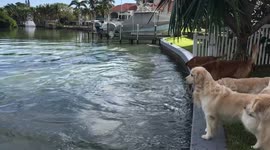 Momma and baby dolphin catching fish and showing off to the dogs