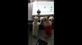 Frenchie and pigeon
