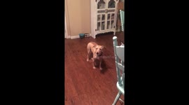 Dog barks at the word “hot” everytime