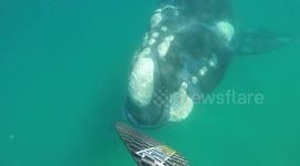 Aussie paddle boarder has extremely close encounter with whale