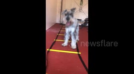 This senior dog's attempt at agility training is absolutely adorable
