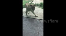 Brave service dog protects owner from lioness ‘attack’ at Cincinnati zoo