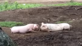 Two kissing pigs enjoy a PDA