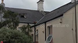 Video shows firefighters rescuing a puppy from roof