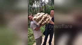 Chinese villager finds giant mushroom weighing the same as 20 bags of sugar