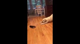 Adorable yellow Lab confused by lobster encounter