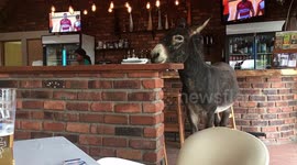 Donkey casually strolls around in local South African pub