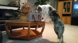 Pickpocket pooch: Owner asks dog to sneak money out of purse