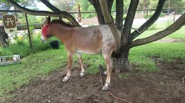 Mini mule takes advantage of branches to relieve itch