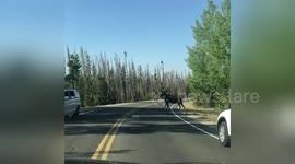 Newsflare Edit - Starting out the day right by having a moose and her baby walk right in front of our car. https://t.co/ukHcReGtX1