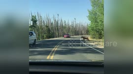 ‘Where’s the baby?’: Young moose appears on cue when family wonders where it is