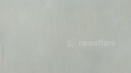 Small beach Crab at Andaman Nicobar