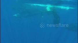 Incredible moment sperm whale gives birth